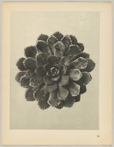 Saxifraga aizoon