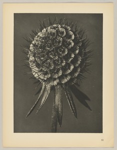 Scabiosa columbaria