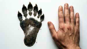 Scale Comparison Print