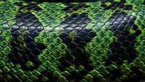 Scale Pattern
