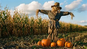 Scarecrow in Cornfield
