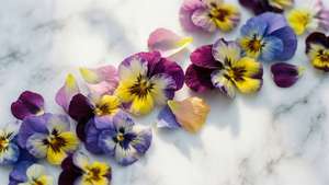 Scattered Pansy Petals