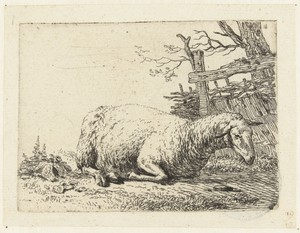 Schaap bij een gevlochten hek
