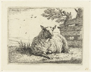 Schaap bij een hek