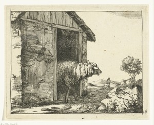 Schaap bij schaapskooi