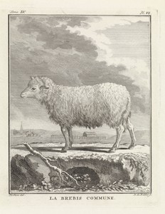 Schaap