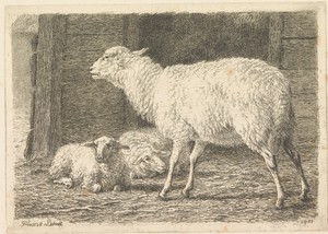 Schaap en lammeren in een schuur