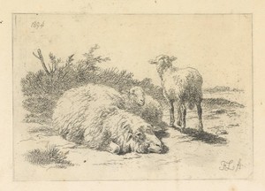Schaap en twee lammeren
