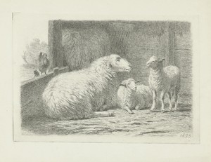 Schaap en twee lammeren in een schuur