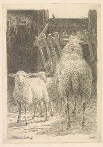 Schaap en twee lammeren in een stal