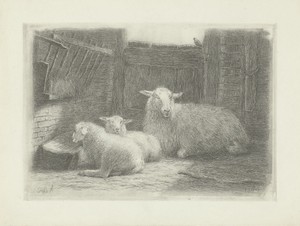 Schaap en twee lammeren in een stal