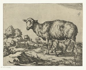 Schaap met drinkend lam