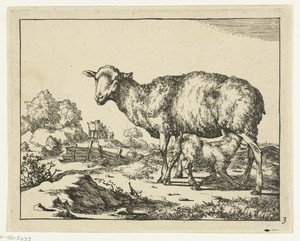 Schaap met drinkend lam