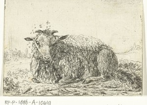 Schaap met vliegen