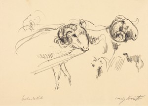 Schafböcke (Rams)
