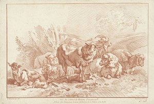 Schapen