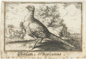 Schapen