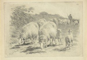 Schapen en lammeren in de wei