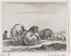Schapen en rammen