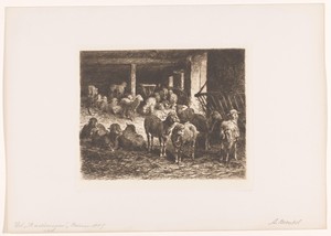 Schapen in een stal