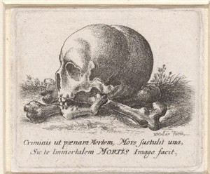 Schedel en beenderen