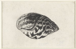 Schelp, achatina achatina