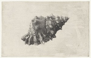 Schelp, bursa rubeta