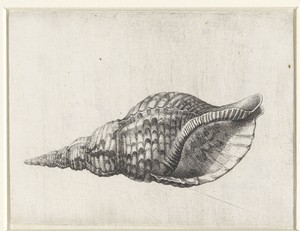 Schelp, charonia tritonis