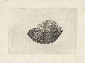 Schelp, harpa major