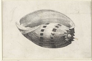 Schelp, melo amphora
