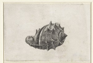 Schelp, melongena melongena