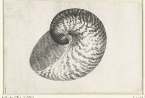 Schelp, nautilus pompilius