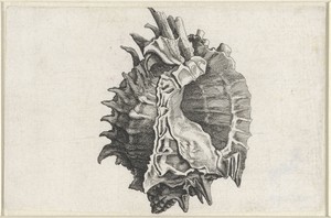 Schelp, phyllonotus erythrostomus