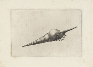 Schelp, tibia fusus melanocheilus
