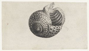 Schelp, tonna dolium