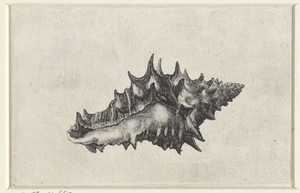Schelp, vasum ceramicum