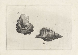 Schelpen, angaria delphinus (A) en cymatium pileare (B)