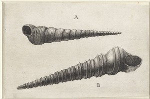 Schelpen, turritella terebra (A) en turritella duplicata (B)