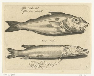Schelvis en snoek