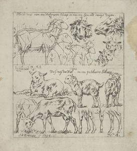 Schematische weergave van schapen van diverse leeftijden