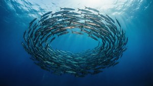 School of Barracudas