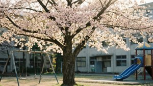Schoolyard Sakura