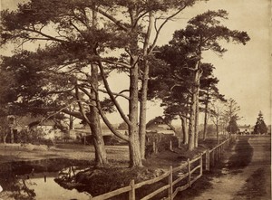 [Scotch Firs]