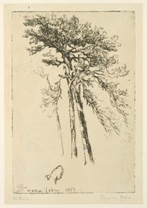 Scotch Firs