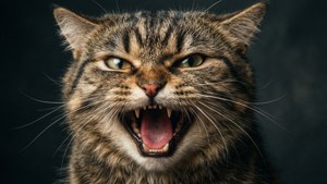 Screaming Angry Cat