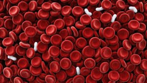 Sea of Red Cells