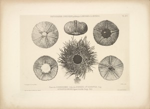 [Sea Urchin shells]