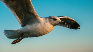Seagull Blue Sky
