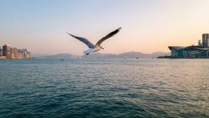 Seagull Over Peaceful Bay