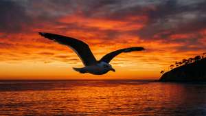 Seagull Sunset Silhouette